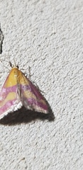 Pyrausta sanguinalis
