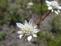 Alepidea capensis