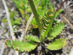 Alepidea capensis