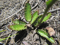 Alepidea capensis