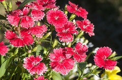 Dianthus chinensis × barbatus