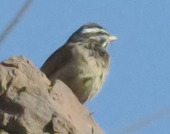 Emberiza striolata