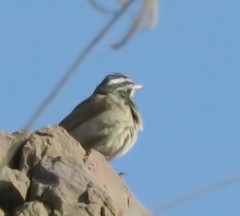 Emberiza striolata