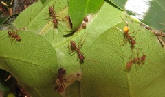 Oecophylla longinoda