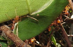 Oecophylla longinoda