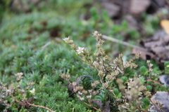 Sedum gracile