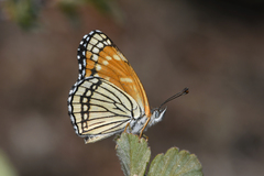 Chlosyne cyneas