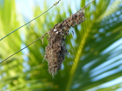 Todirostrum cinereum