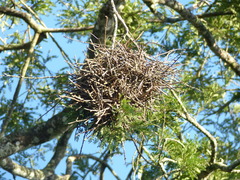 Phacellodomus rufifrons