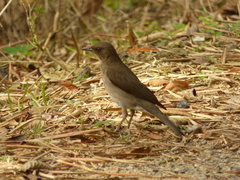 Turdus ignobilis