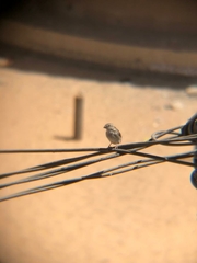 Crithagra leucopygia