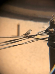 Crithagra leucopygia