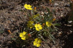 Camissoniopsis pallida