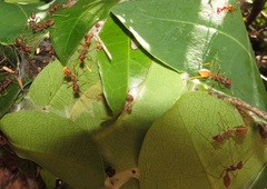 Oecophylla longinoda