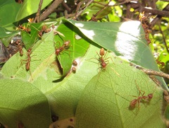 Oecophylla longinoda