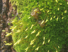 Leptostomum macrocarpum