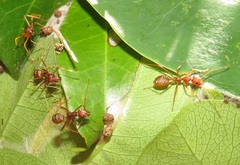 Oecophylla longinoda