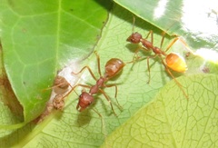 Oecophylla longinoda