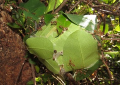 Oecophylla longinoda