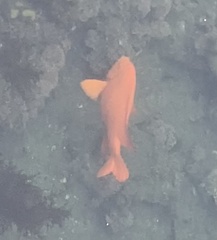Hypsypops rubicundus