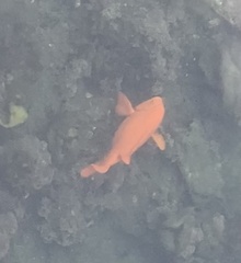 Hypsypops rubicundus