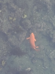 Hypsypops rubicundus