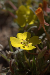 Camissoniopsis pallida