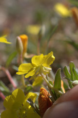 Camissoniopsis pallida