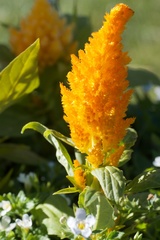 Celosia argentea plumosa
