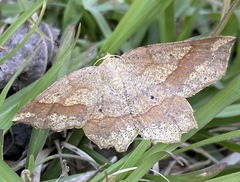 Euchlaena pectinaria