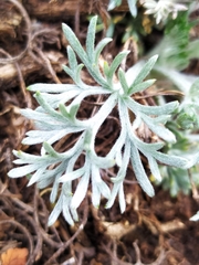 Artemisia umbelliformis