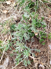 Artemisia umbelliformis