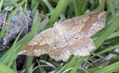 Euchlaena pectinaria