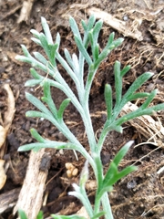 Artemisia umbelliformis