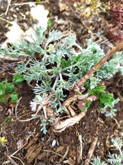 Artemisia umbelliformis