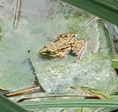 Pelophylax ridibundus