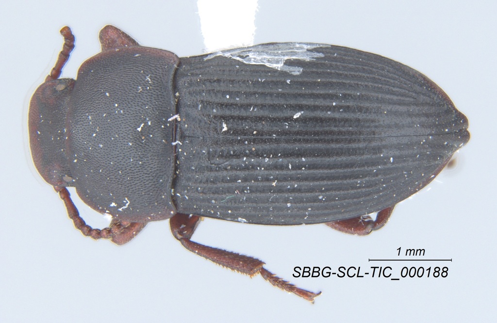 Tonibius sulcatus