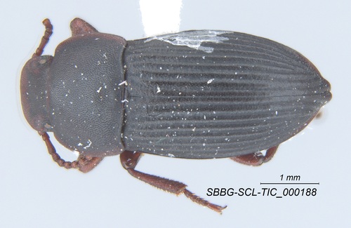 Tonibius sulcatus
