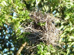 Phacellodomus rufifrons