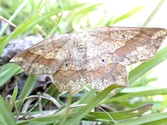 Euchlaena pectinaria