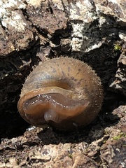 Cryptomastix germana