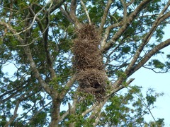 Phacellodomus rufifrons