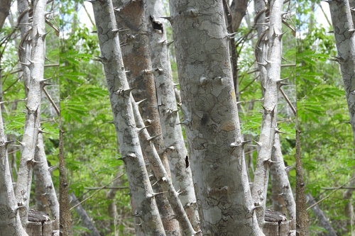 Image of Havardia albicans by (c) Sebastián de Jesús Herrera Buenfil, some rights reserved (CC BY)
