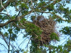 Phacellodomus rufifrons