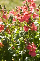 Diascia integerrima