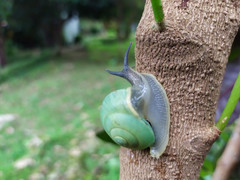 Asperitas bimaensis cochlostyloides