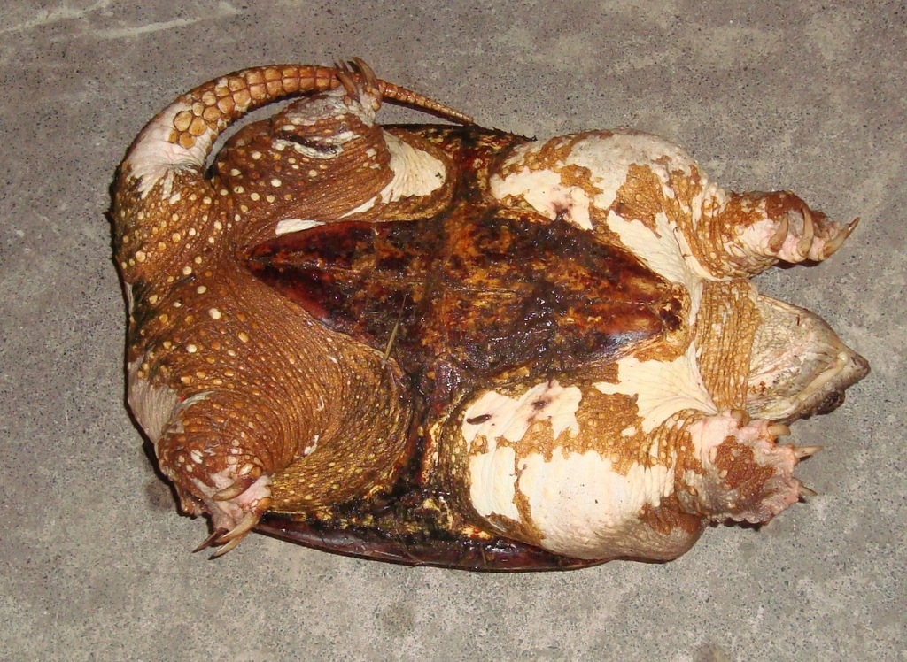 Common Snapping Turtle from Giles County, VA, USA on July 17, 2010 at