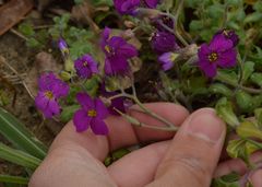 Aubrieta deltoidea