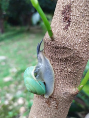 Asperitas bimaensis cochlostyloides