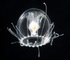 Turritopsis nutricula - Photo (c) smithsonian_marinegeo, some rights reserved (CC BY-NC-SA), uploaded by smithsonian_marinegeo